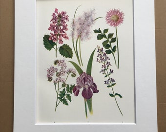 1924 Original Vintage Botanical Print - Knapweed, Iris, Catmint - Garden - Horticulture - Mounted and Matted - Available Framed