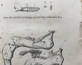 1858 Original Antique Engraving - Lower Jaw of Dinotherium Giganteum - Geology - Fossil - Palaeontology