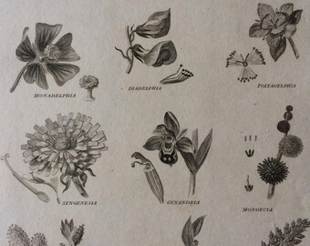 1819 Classes of Botany Original Antique Engraving - Available Mounted and Matted - Botanical Art - Flower - Plant - Framed