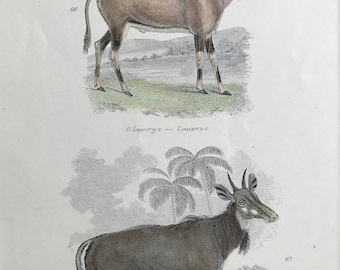 1862 Leucoryx and Nyl Ghau Original Antique Hand Coloured Engraving - Available Mounted, Matted and Framed - Wildlife - Arabian Oryx