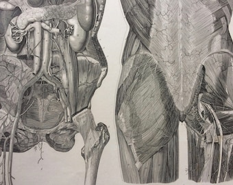 1869 Abdomen Large Original Antique Engraved Illustration - Anatomical Print - Anatomy - Medical Decor - Science - Mounted and Matted