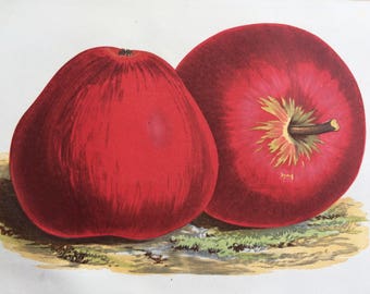 1876 Beautiful Original Antique Hand-Coloured Fruit Illustration - Worcester Permain Apple - Wall Decor - Country Kitchen Decor - Home Decor