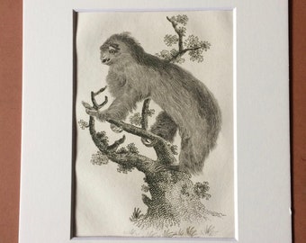 1800 Two Toed Sloth Original Antique Engraving - Zoology - Natural History - Available Framed