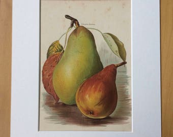 1890 Beautiful Large Original Antique Fruit Lithograph - Pear Varieties - matted and available framed - 14 x 11 inches - Botanical Decor