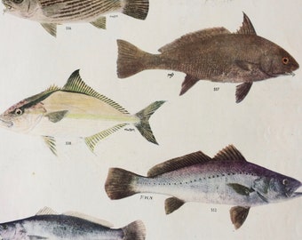 1950 Original Vintage Fish Print - Mounted and Matted - Available Framed - Tropical Fish - Marine Species - Sealife - Ocean Decor