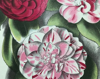 1939 Camellia Original Vintage Print - Mounted and Matted - Botanical Illustration - Flower Art - Retro Decor - Available Framed