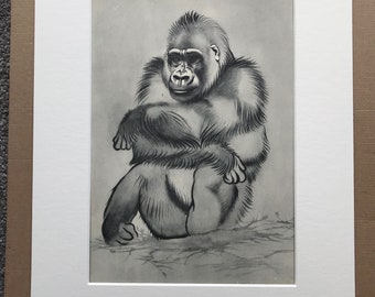 1937 Gorilla Original Vintage Print - Mounted and Matted - Available Framed - Monkey - Primate - Natural History - Zoology