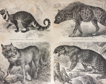 1877 Predators Original Antique Print - Available Framed - Carnivorous Animals, Tibet, Hyaena, Wolf, Leopard - Zoology