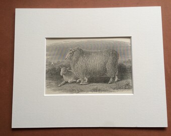 1875 Romney Marsh Breed Original Antique Matted Engraving - Sheep - Livestock - Farm Animals - Agriculture - Matted & Available Framed