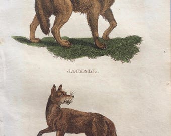 1811 Original Antique Hand-Coloured Engraving - Jackall and Fox - Wildlife - Wall Decor - Zoology - Decorative Art