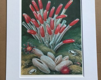 1988 Fauna of Hydrothermal Waters Original Vintage Print - Ocean Wildlife - Marine Decor - Mounted and Matted - Available Framed