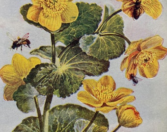 1902 Marsh Marigold Original Antique Print - Botanical Decor - Mounted and Matted - Available Framed