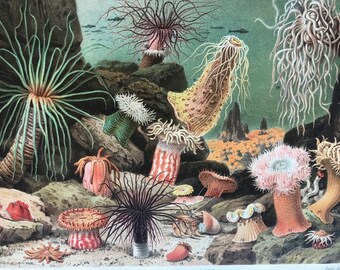 1897 Sea Anemones Original Antique Lithograph - Mounted and Matted - Marine Decor - Ocean Wildlife - Vintage - Available Framed