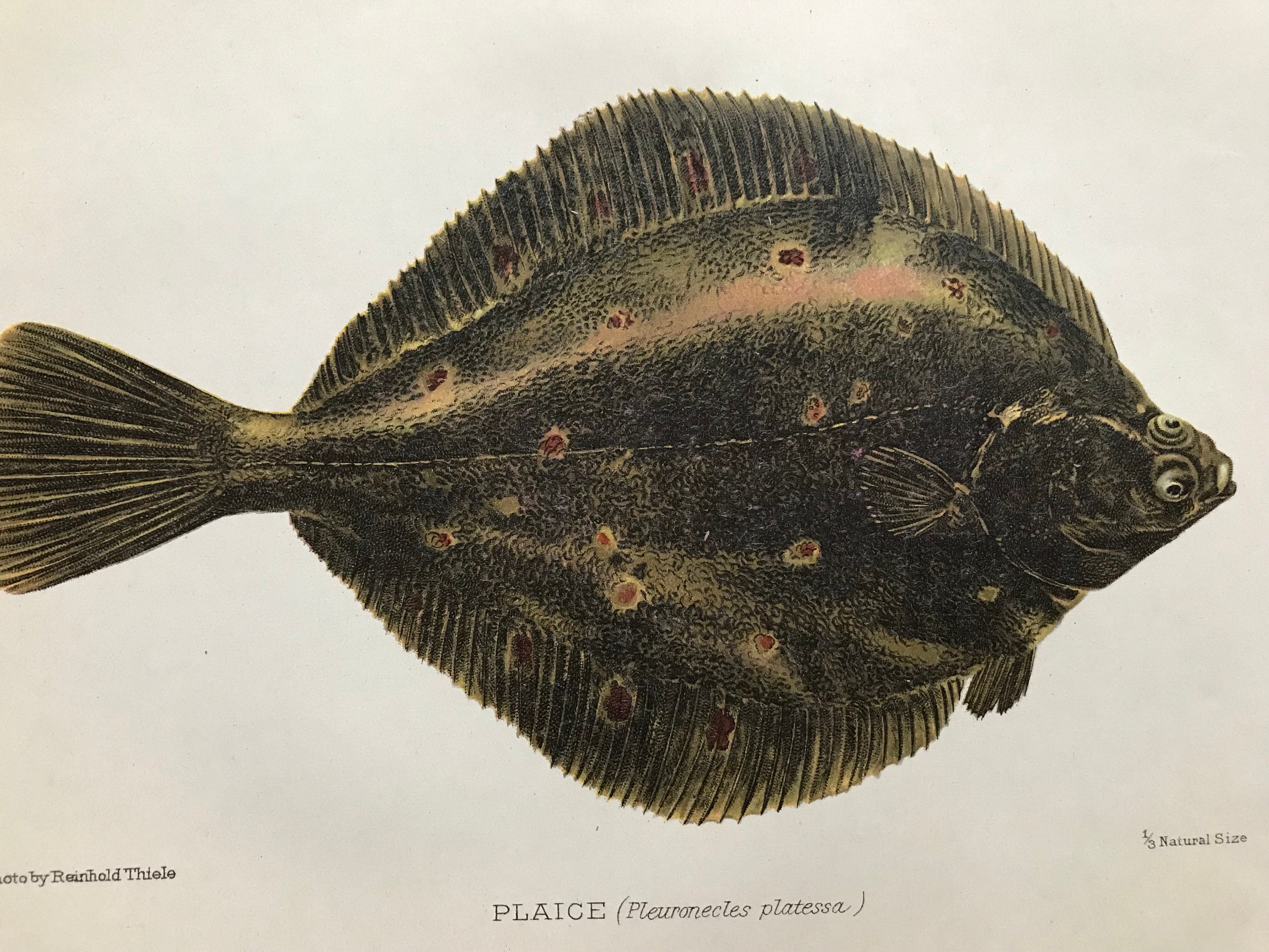 Морская камбала тип. Морская камбала (pleuronectes platessa). Камбала Калкан Черноморская. Калкан рыба Балтийский. Палтус белокорый Hippoglossus stenolepis.