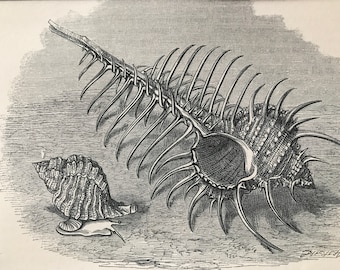 1863 British Woodcock Shell and Thorny Woodcock Original Antique Print - Sea Shell - Marine Decor - Mounted and Matted - Available Framed