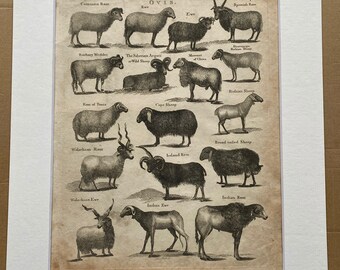 1806 Sheep, Ewe and Ram - Ovis Original Antique Engraving - Mounted and Matted - Available Framed