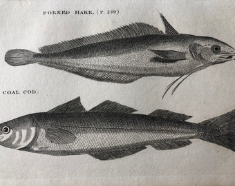 1812 Forked Hake and Coal Cod Original Antique Engraving - Ichthyology - Fish Art - Fishing Cabin Decor - Available Framed