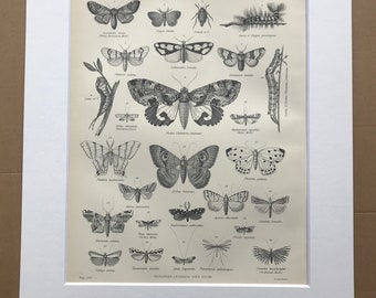 1875 Butterflies and Moths Original Antique Matted Engraving - Lepidoptera - Insect - Butterfly - Entomology - Matted & Available Framed