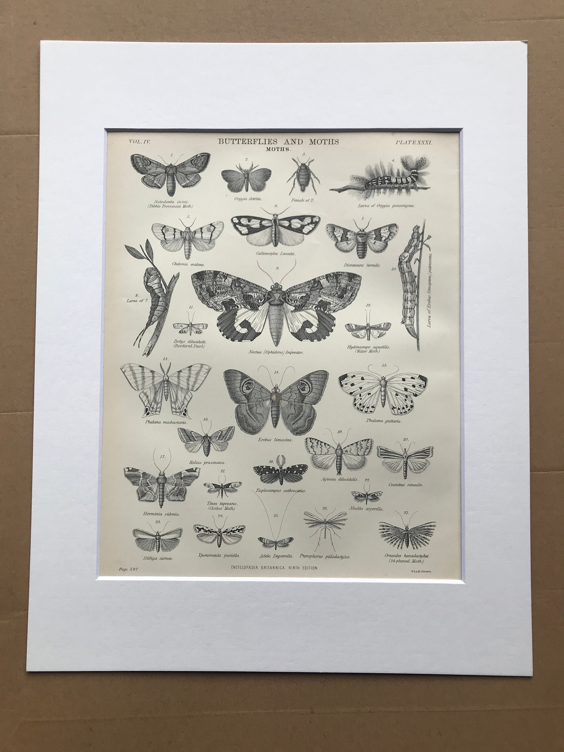 Butterfly & Moth Stickers | Paper Source