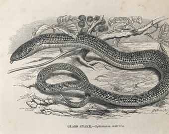 1863 Glass Snake Original Antique Print - Herpetology - Reptile - Wildlife - Mounted and Matted - Available Framed