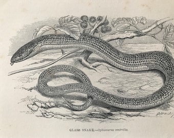 1863 Glass Snake Original Antique Print - Herpetology - Reptile - Wildlife - Mounted and Matted - Available Framed