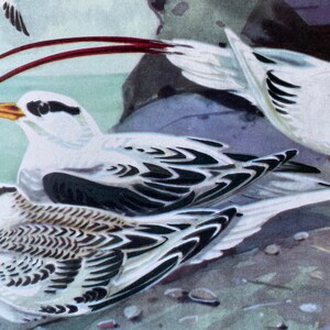 1968 Red-Tailed and White-Tailed Tropic Bird Original Vintage Print - Mounted and Matted - Available Framed - Ornithology - Bird Art