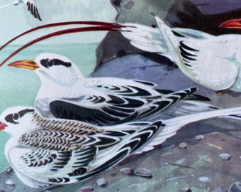 1968 Red-Tailed and White-Tailed Tropic Bird Original Vintage Print - Mounted and Matted - Available Framed - Ornithology - Bird Art