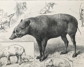 1883 The Bibirousa Family at the Zoological Gardens Original Antique Print - Mounted and Matted - Available Framed - Babyrousa - Babirusa
