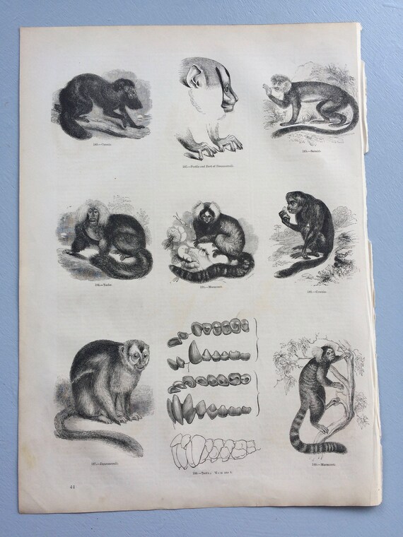Grabado antiguo original de gran tamaño de 1856: especies de monos