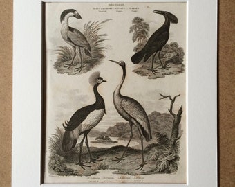 1819 Original Antique Engraving - Boatbill, Umbre and Crane - Vintage Bird Art - Ornithology - Available Matted and Framed
