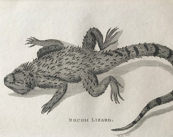 1802 Rough Lizard Original Antique Engraving - Natural History - Zoology - Reptile - Available Matted and Framed
