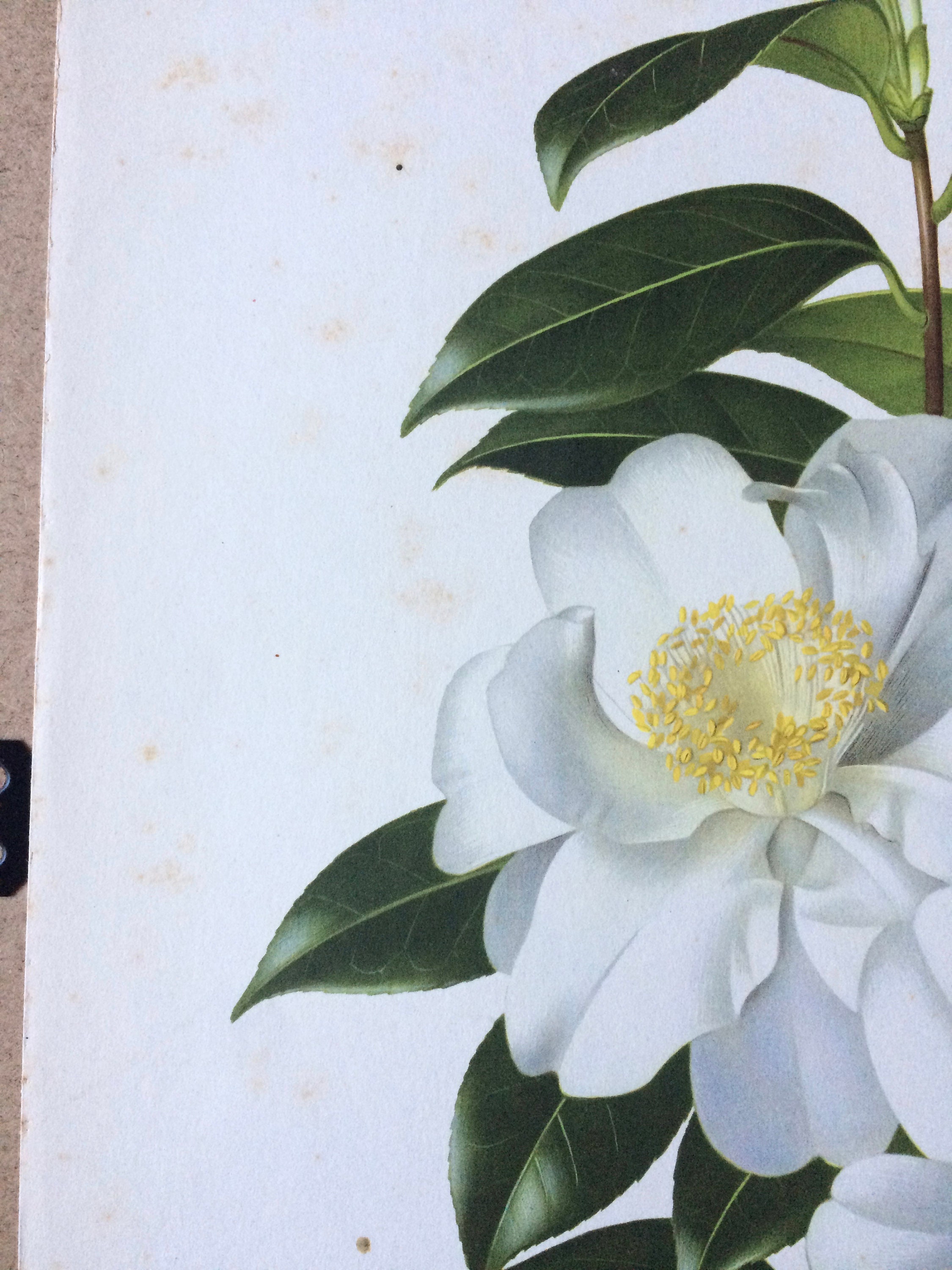 1956 Camellia Japonica 'YukiBotan' original vintage print Paul Jones painting reproduction