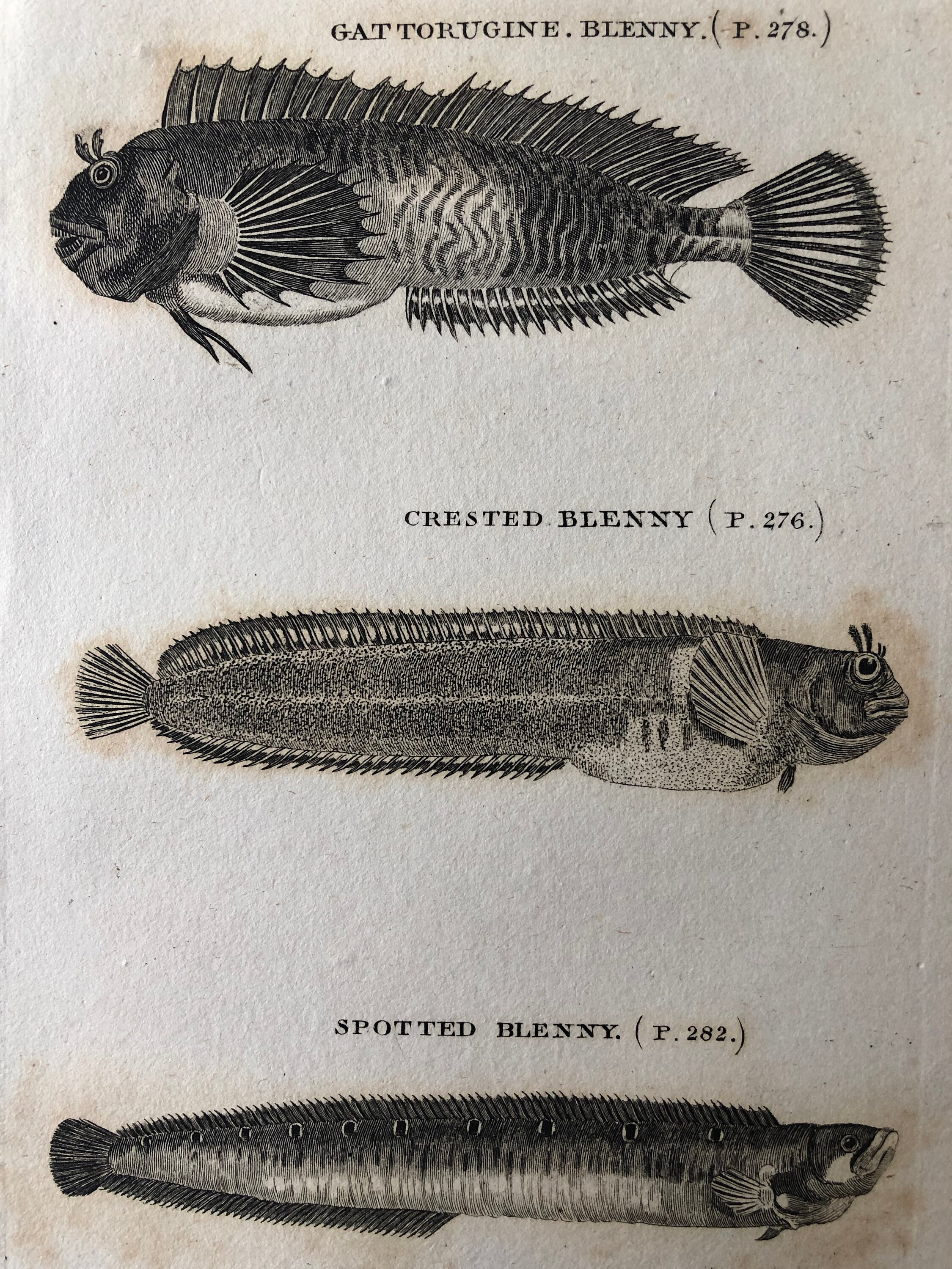 Gattorugine Crested Blenny & Spotted Blenny Etsy