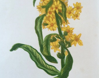 1852 Original Antique Hand-Coloured Anne Pratt Botanical Illustration - Common Golden Rod - Flower - Botany - Garden - Available Framed
