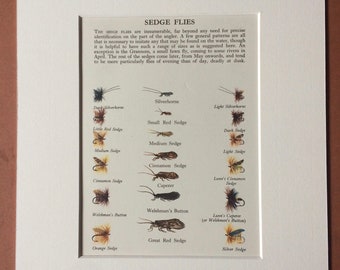 1958 Fishing Flies (Sedge Flies) Original Vintage Print - Mounted and Matted - Angling - Fishing - Cabin Decor - Available Framed