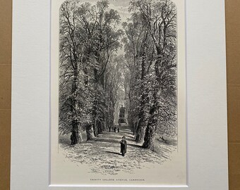 1876 Trinity College Avenue Original Antique Wood Engraving - Mounted and Matted - Cambridge University - Available Framed