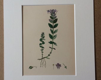 1866 Original Antique Botanical Hand-Coloured Engraving - Alpine Bartsia - Mounted and Matted - Decorative Wall Art - Botany