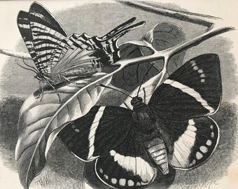 1863 Urania Sloanus and Castnia Licus Original Antique Print - Lepidoptera - Entomology - Insect - Mounted and Matted - Available Framed