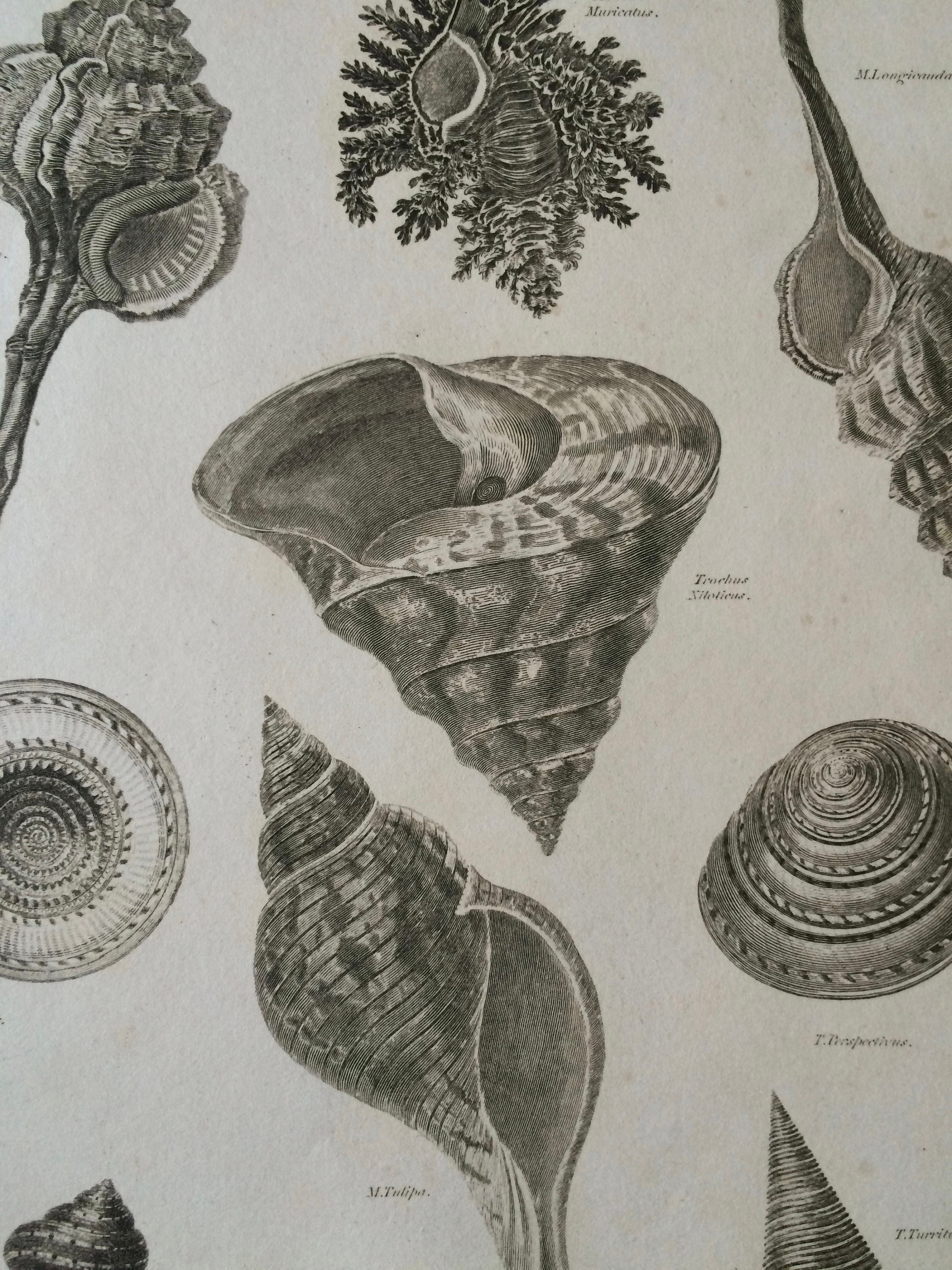 1819 Original Antique Engraving Seashell Shell Conchology