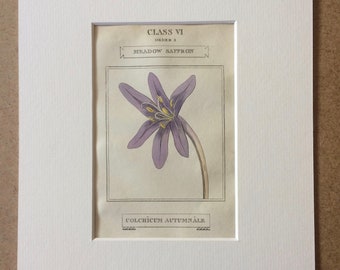 1816 Original Antique Botanical Hand-Coloured Engraving - Meadow Saffron  - Mounted and Matted - Decorative Wall Art - Botany - Framed
