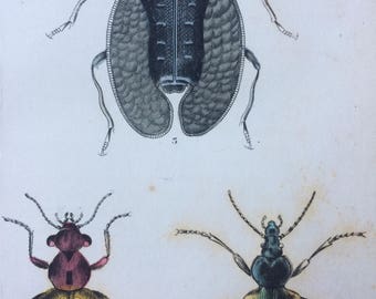 1845 Original Antique Hand-Coloured Steel Engraving - Coleoptera - Jardine - Entomology - Insect - Beetles - Bugs - Decorative Art