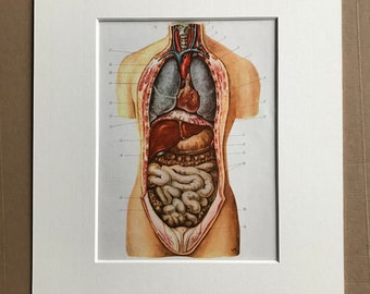 1968 Original Vintage Soviet Medical Illustration - Mounted and Matted - Anatomical Print - Medical Decor - Medicine - Available Framed