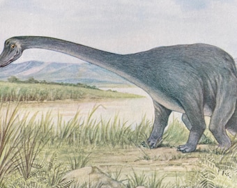 1931 Diplodocus Original Antique Print - Palaeontology - Dinosaur - Natural History - Geology - Mounted and Matted - Available Framed