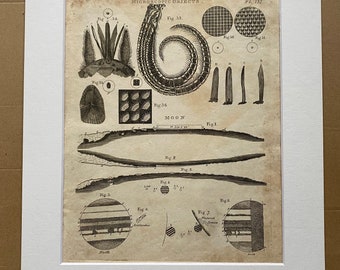 1806 Microscopic Objects Original Antique Engraving - Encyclopaedia - Mounted and Matted - Available Framed