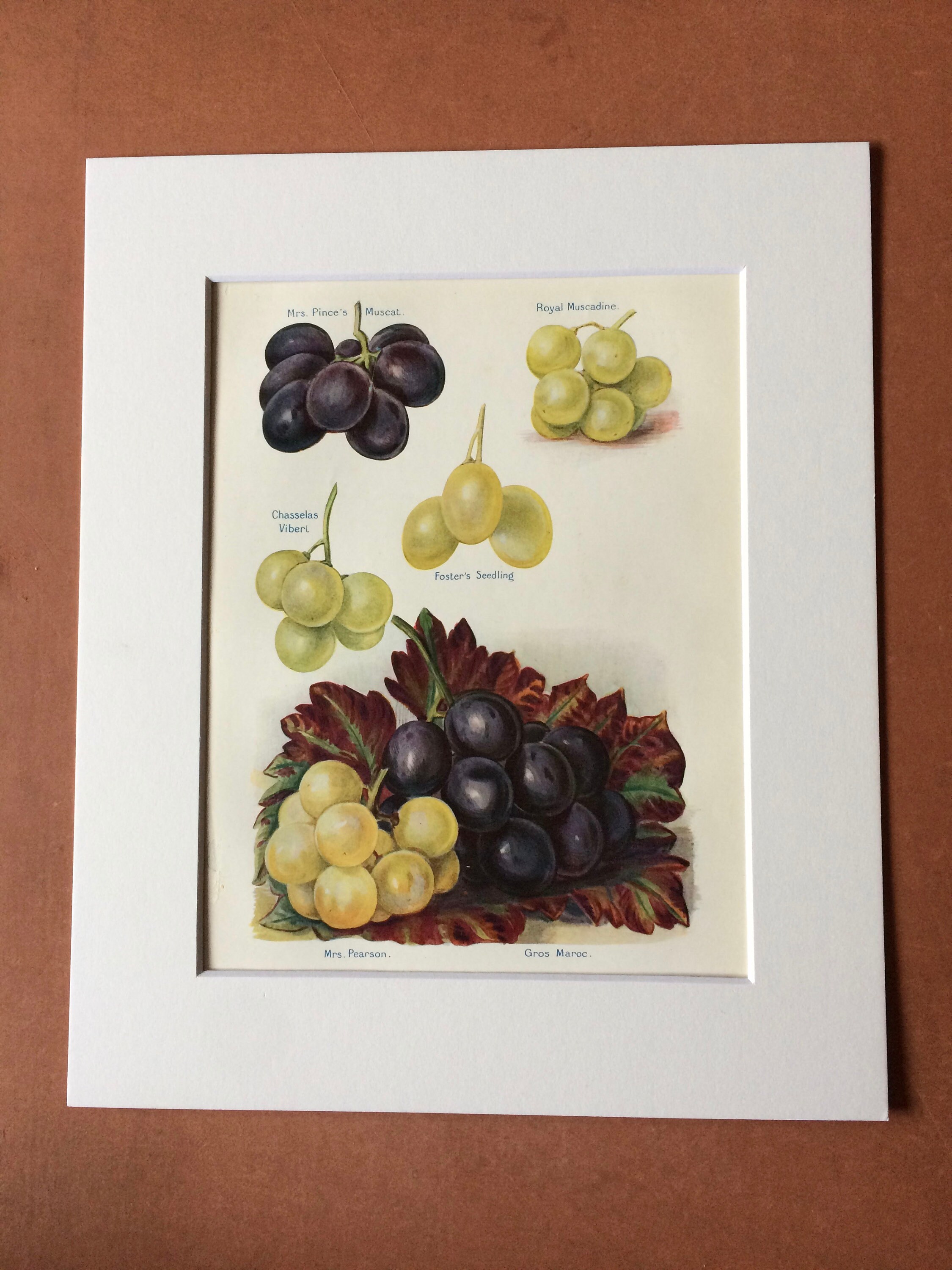 Grape kitchen decor deals