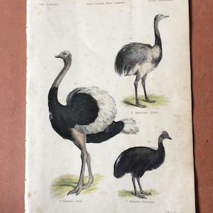 1862 Ostrich Nandu Cassowary Original Antique Hand Coloured Engraving Available Mounted, Matted and Framed Ornithology image 9