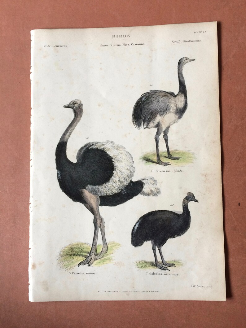 1862 Ostrich Nandu Cassowary Original Antique Hand Coloured Engraving Available Mounted, Matted and Framed Ornithology image 9