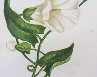 1852 Original Antique Hand-Coloured Anne Pratt Botanical Illustration - Great Bindweed - Wild Flower - Botany - Garden - Decorative Art