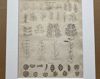 1806 Botany - Compound & Determinate Leaves and Foliation Original Antique Engraving - Encyclopaedia - Mounted and Matted - Available Framed