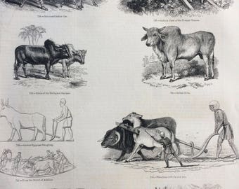 1856 Large Original Antique Engraving - Farming, Agriculture, Zebu, Bullock Cart, Ploughing with Ox and Ass, Brahmin Zebu Bull, Egypt